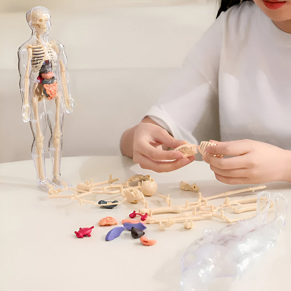Gedetailleerd 3d Anatomisch Model
