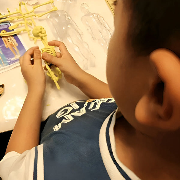 Gedetailleerd 3d Anatomisch Model