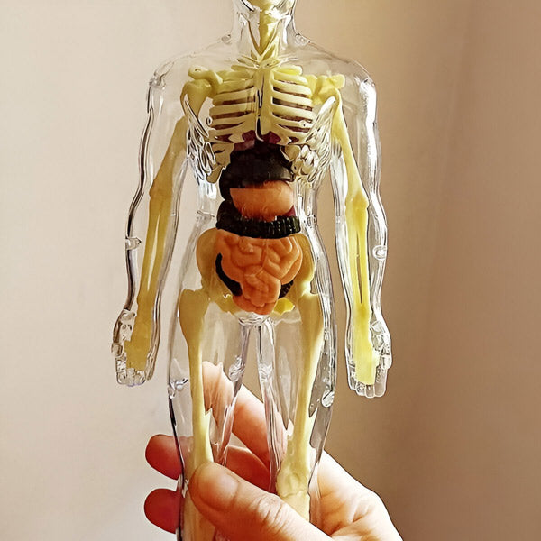Gedetailleerd 3d Anatomisch Model