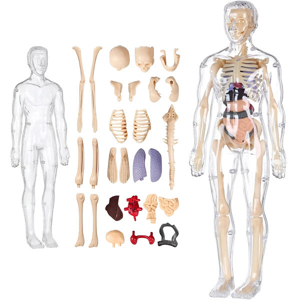Gedetailleerd 3d Anatomisch Model