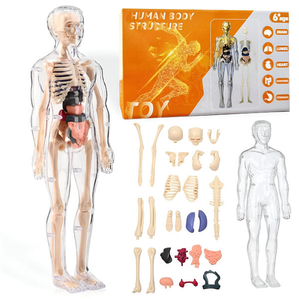 Gedetailleerd 3d Anatomisch Model