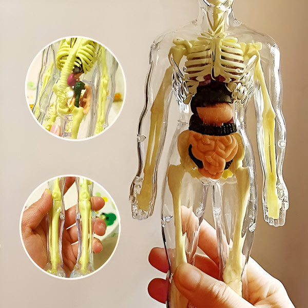 Gedetailleerd 3d Anatomisch Model