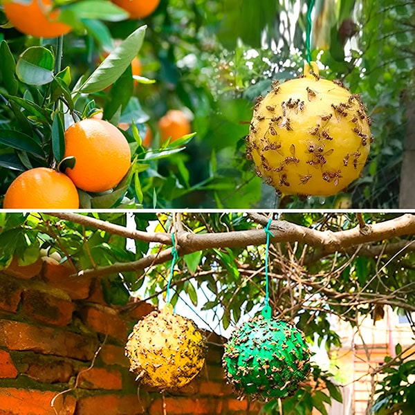 Hangende Vliegenval met Kleeflaag (6 Stuks)