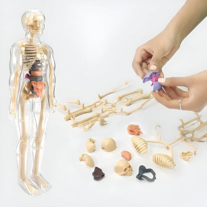 Gedetailleerd 3d Anatomisch Model