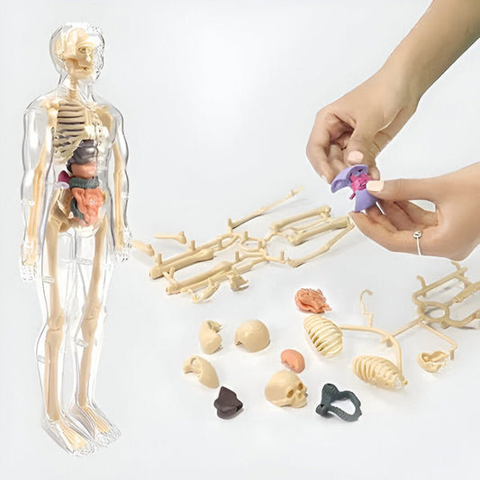 Gedetailleerd 3d Anatomisch Model