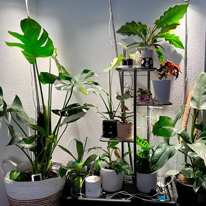 In Hoogte Verstelbare Plantenstandaard (4 Niveaus)