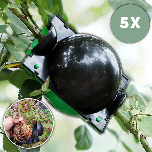 Wortelvermeerderingsdoos voor Planten in een Set van 5