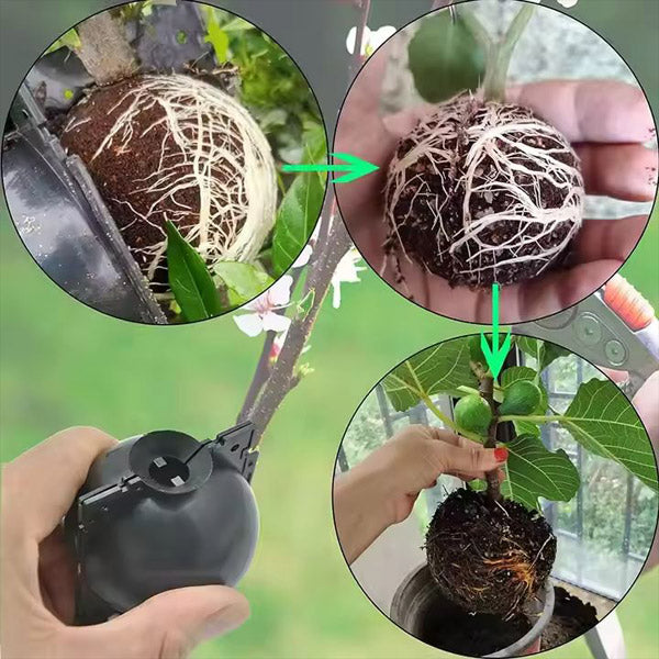 Wortelvermeerderingsdoos voor Planten in een Set van 5