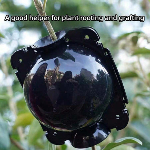Wortelvermeerderingsdoos voor Planten in een Set van 5
