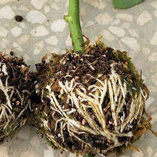 Wortelvermeerderingsdoos voor Planten in een Set van 5