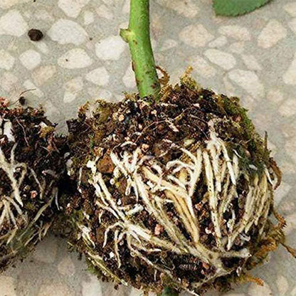 Wortelvermeerderingsdoos voor Planten in een Set van 5