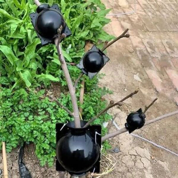 Wortelvermeerderingsdoos voor Planten in een Set van 5