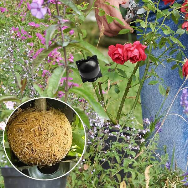 Wortelvermeerderingsdoos voor Planten in een Set van 5