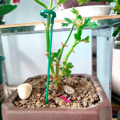 Verstelbare Plantensteunen (20 Stuks)