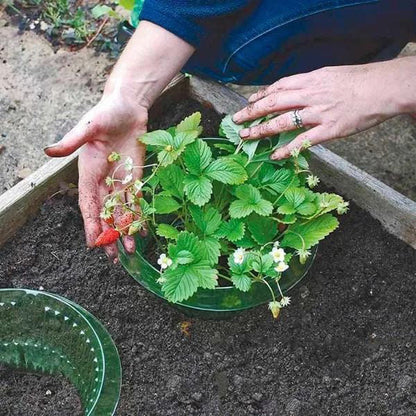 Bescherm Jonge Planten voor een Gezonde Groei