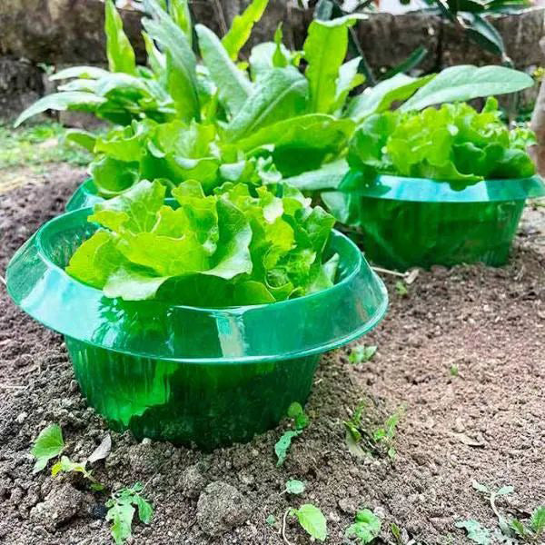Bescherm Jonge Planten voor een Gezonde Groei