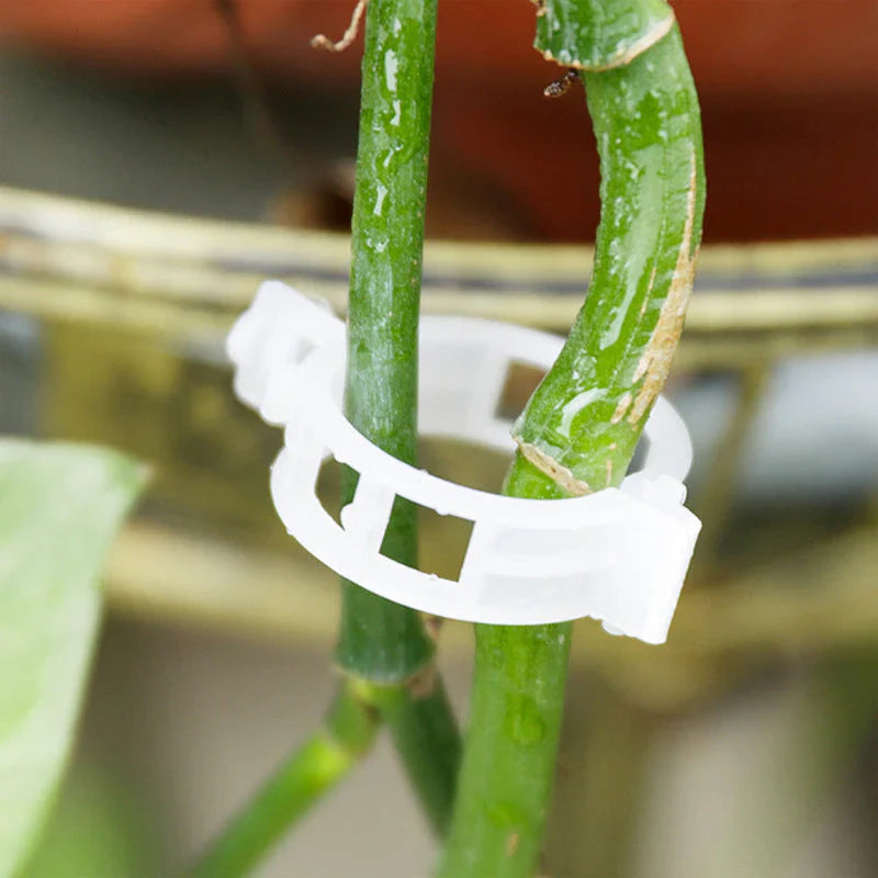 Robuuste Plantenclips voor een Stevige Grip (100 Stuks)